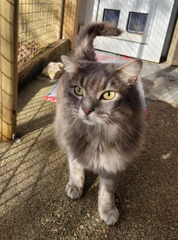 Hunter, chat à adopter à Chaumont · Le Relais Des Animaux