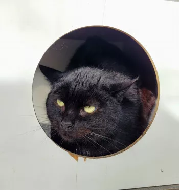 Pépito